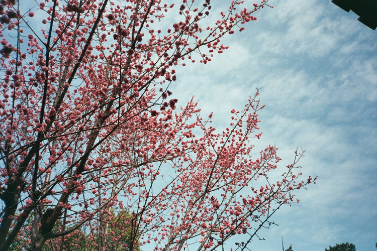 Olympus Mju zoom 105