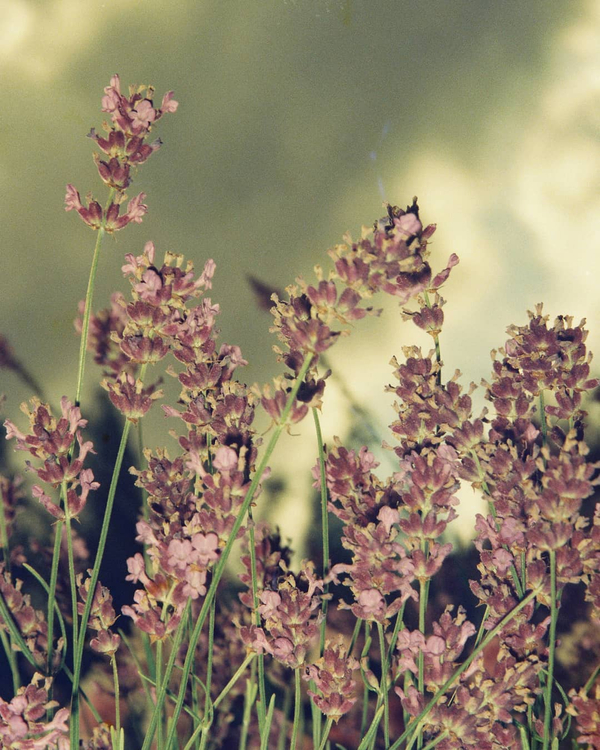 Aparat analogowy Fuji FZ-2000 zoom