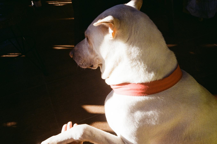 Canon Prima AF-10 super