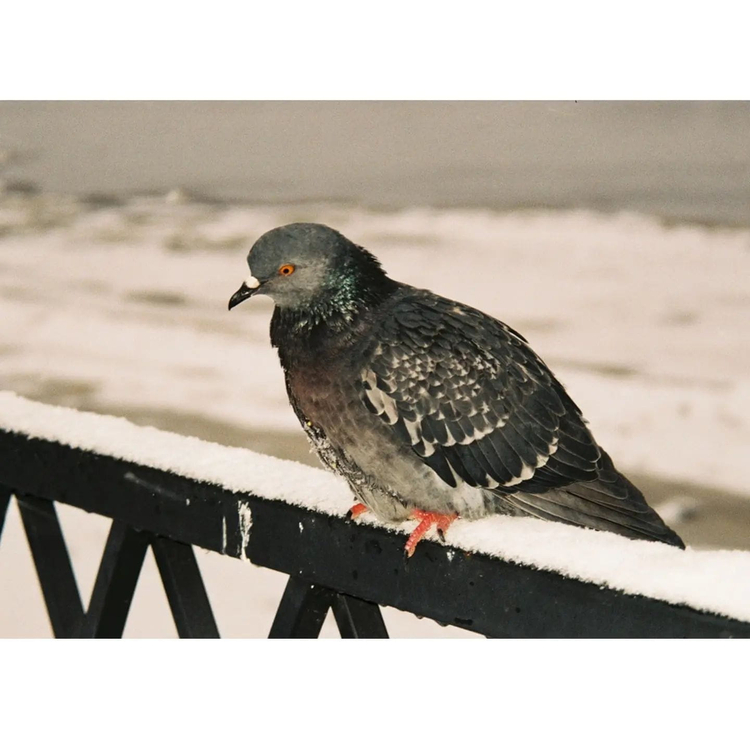 Minolta Riva zoom 115ex