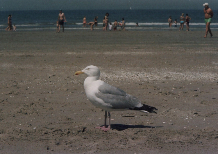 Fuji FZ-3000 zoom date