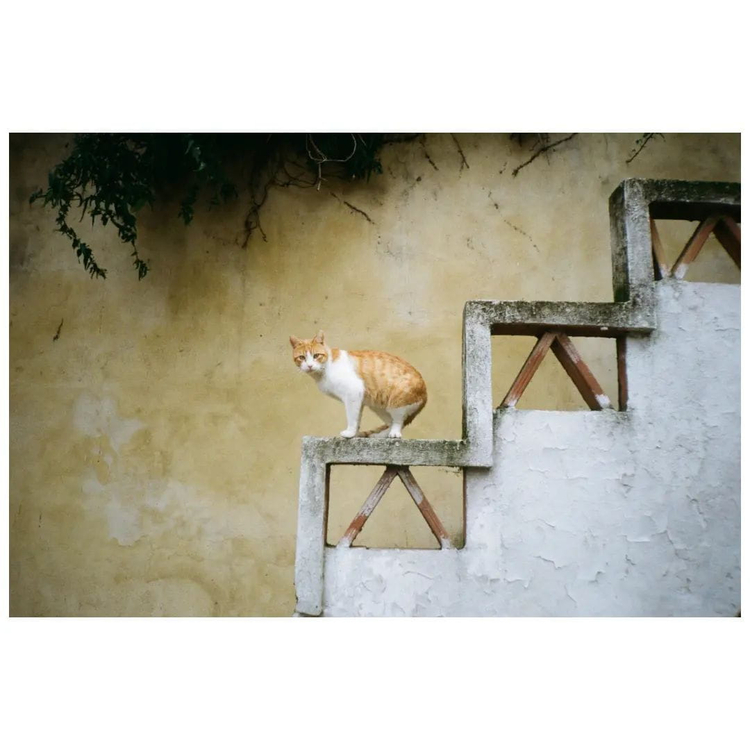 Aparat analogowy Nikon AF 250