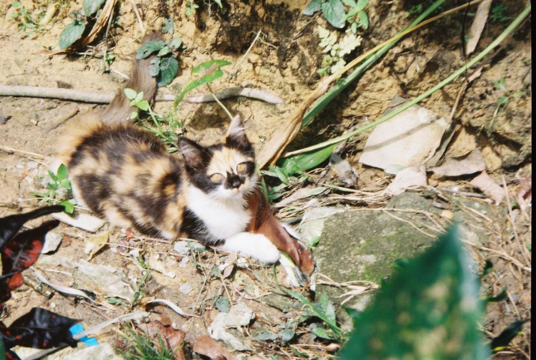 Voigtlander Vitessa D 140