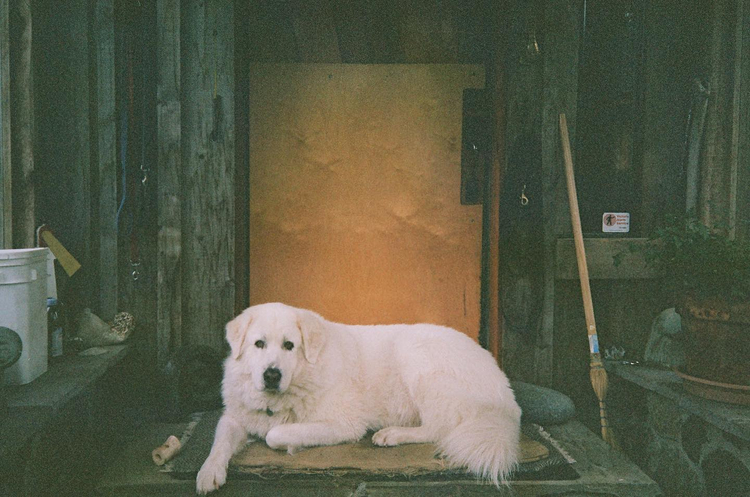 Aparat analogowy Kodak Sport S100ef