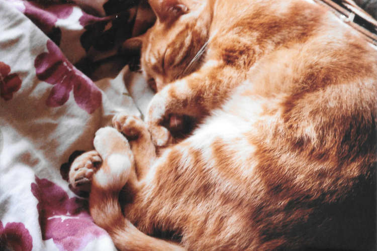 Olympus AZ-230 Superzoom