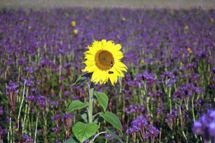 Minolta Riva zoom 150