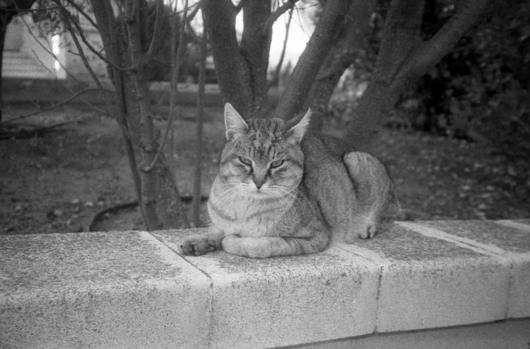 Aparat analogowy Samsung Fino 70