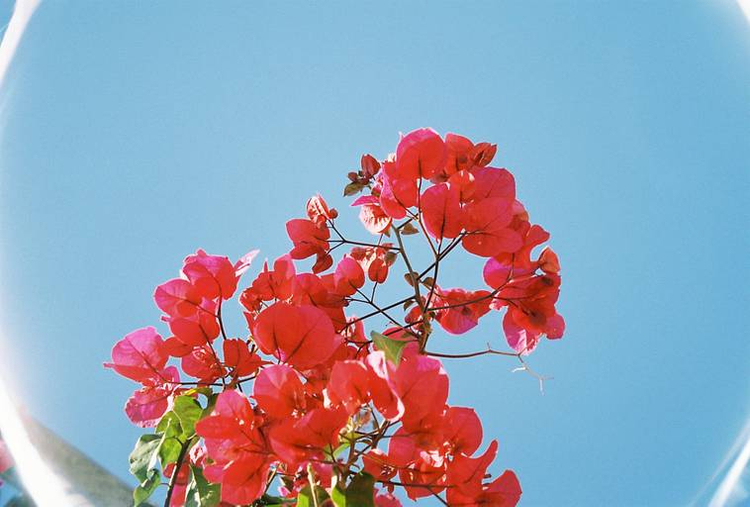 Traveler Af-zoom + klisza kodak