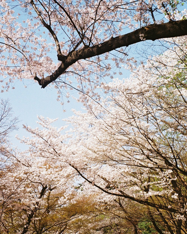 Aparat analogowy Fujifilm Zoom Date 120