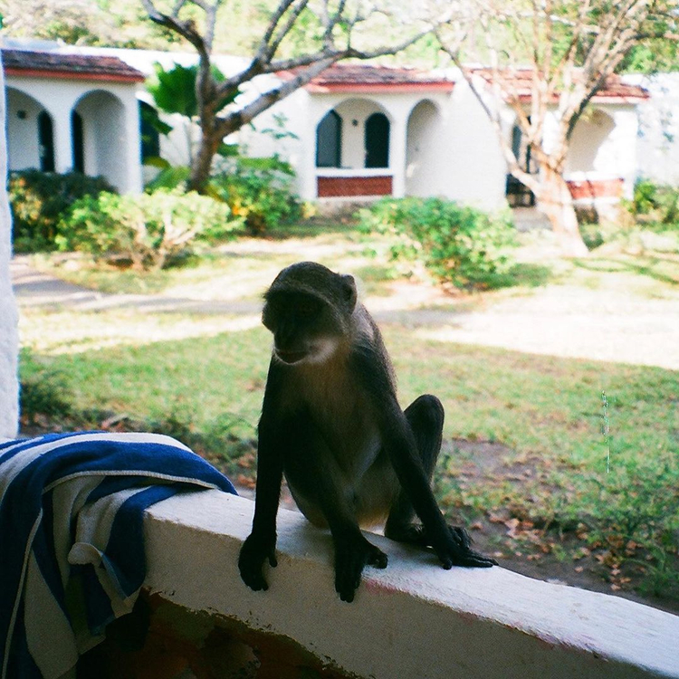 Olympus Viewzoom 120