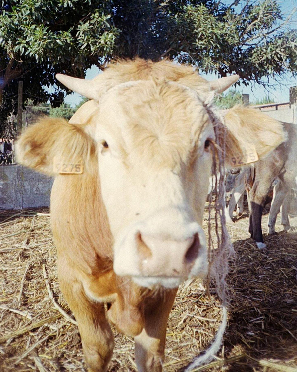 Zestaw z aparatem Samsung Fino 30s