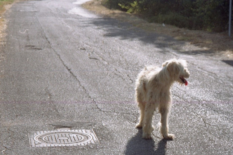 Canon prima super 120