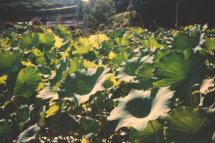 Zestaw z aparatem Minolta Riva Zoom 115