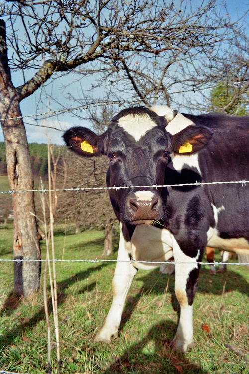 Aparat analogowy Braun Trend Zoom 110