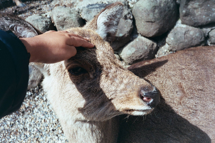 Olympus Mju zoom 105