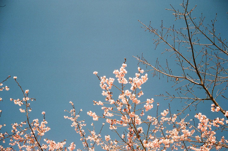 Aparat analogowy Samsung Fino 70