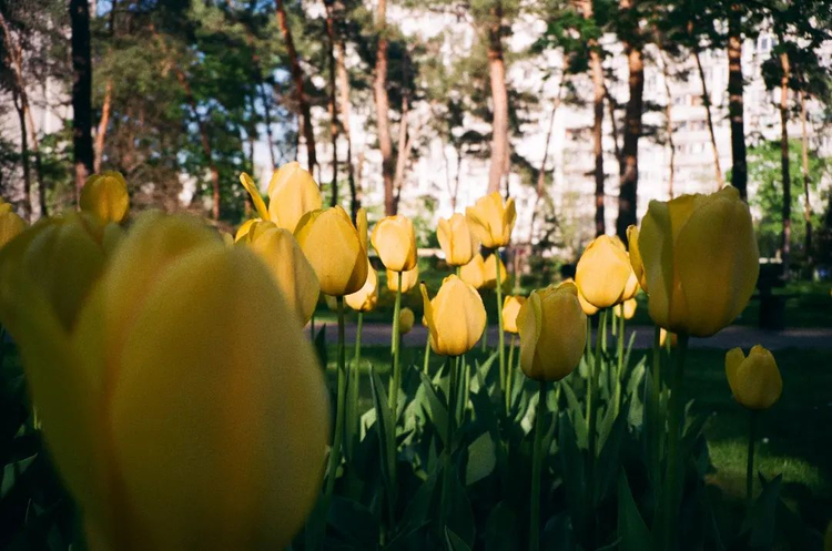 Aparat analogowy Chinon Pocket Dual AF Panorama