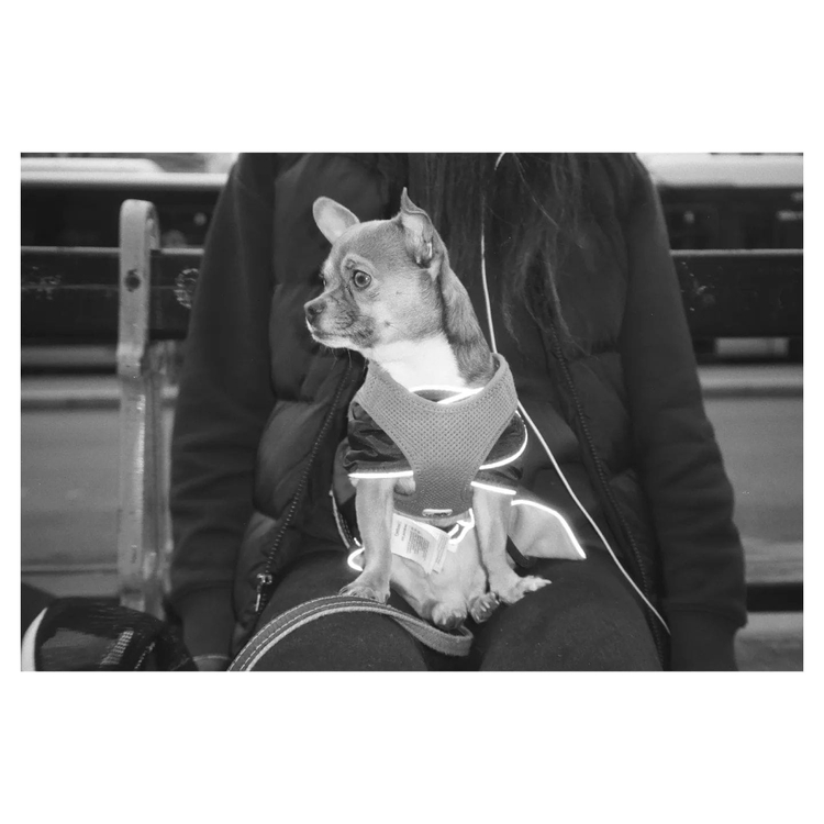 Canon Prima zoom 90u