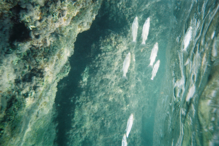 Aparat analogowy podwodny Canon AS-6