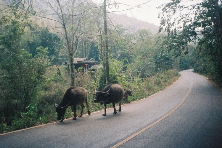 Aparat analogowy Kodak 335