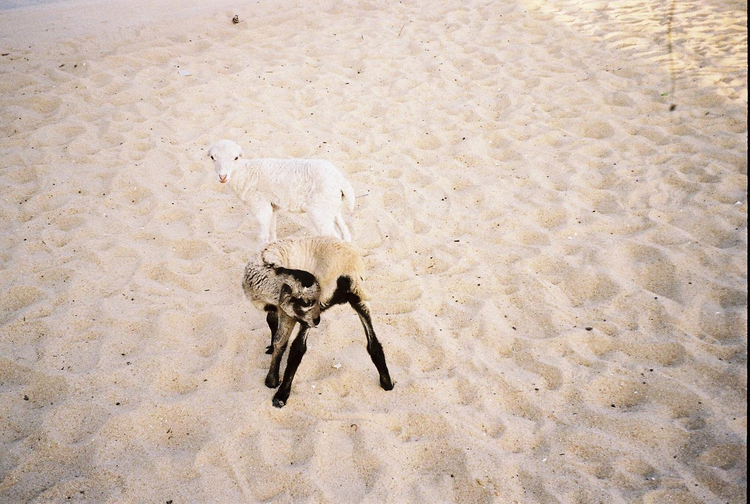 Voigtlander Vitessa D 140