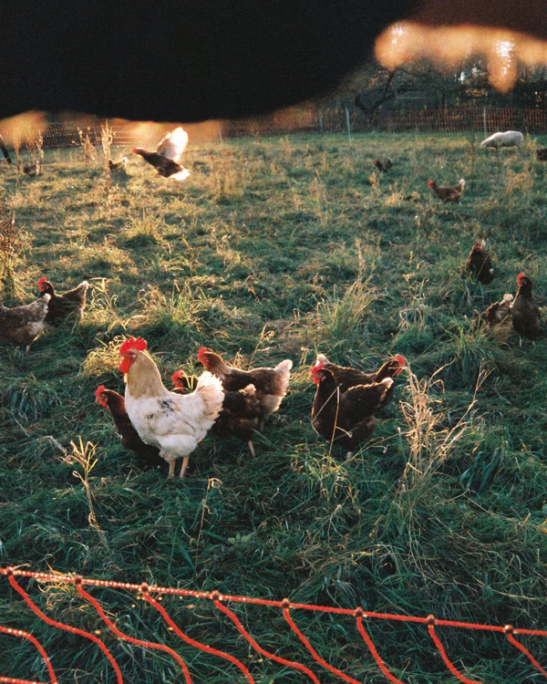 Zestaw z aparatem Minolta Riva Zoom 115