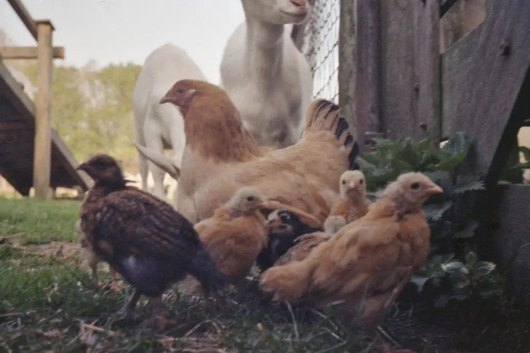 Aparat analogowy Olympus AF-1 Super