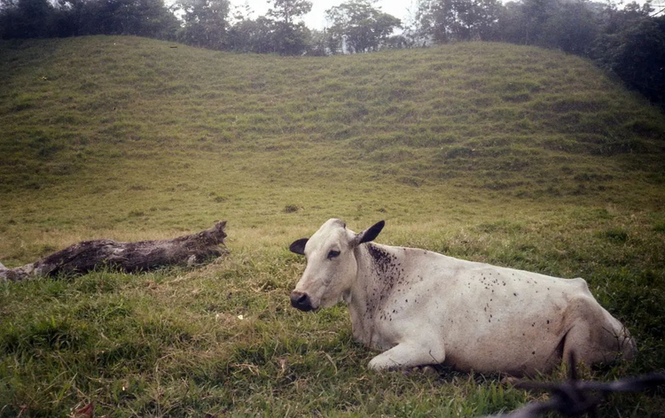 Zestaw z aparatem Kodak Star 275