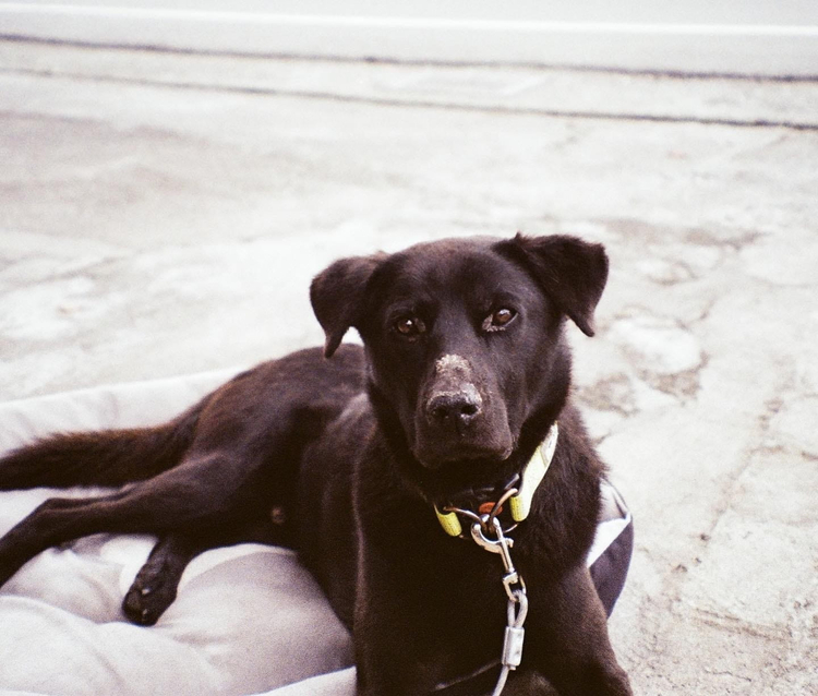 Olympus Viewzoom 120