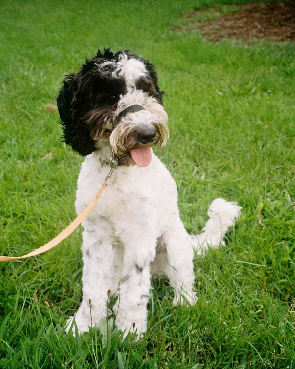 Aparat analogowy Olympus AZ-200 Superzoom Date