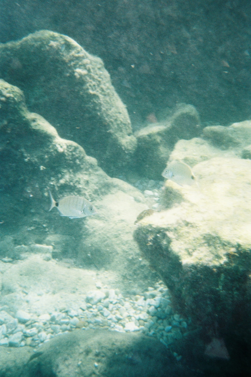 Aparat analogowy podwodny Canon AS-6