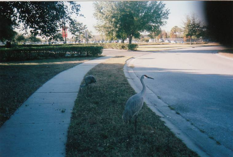 Samsung maxima zoom 105