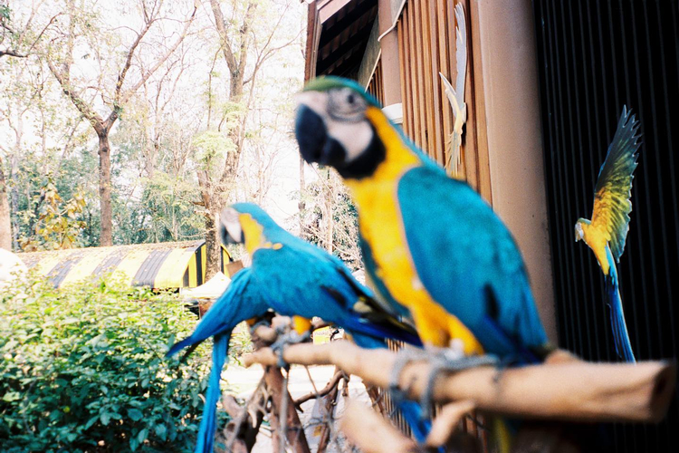 Olympus Superzoom 105