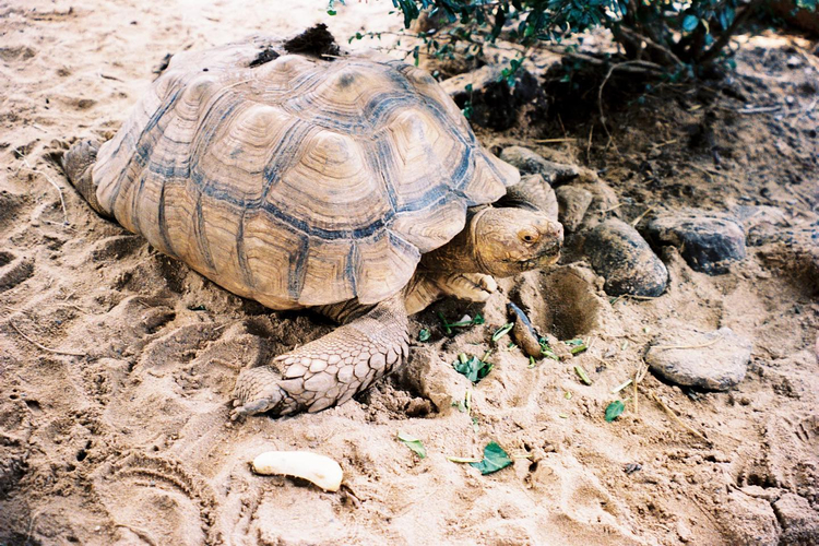 Olympus Superzoom 105