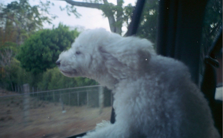 Vivitar series 1 440PZ