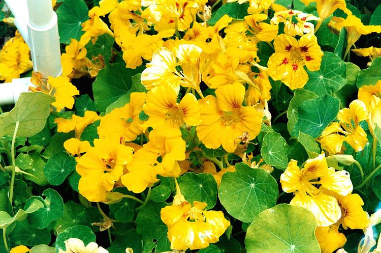 Yashica microtec zoom 70