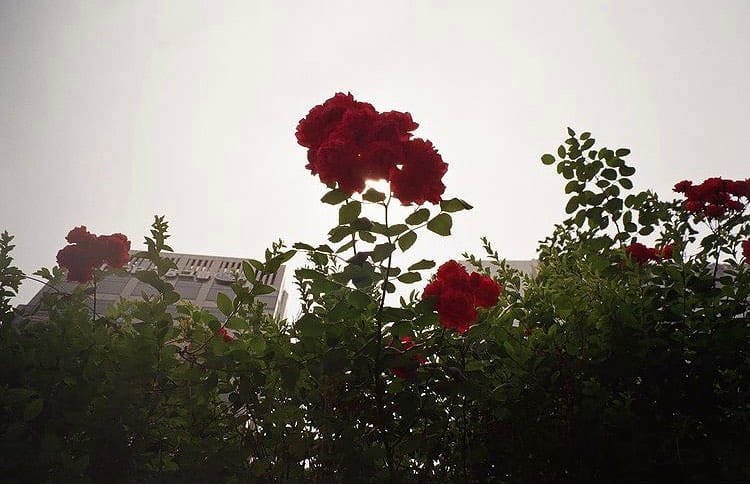 Yashica zoomtec 70+ pilot zdalnego sterowania