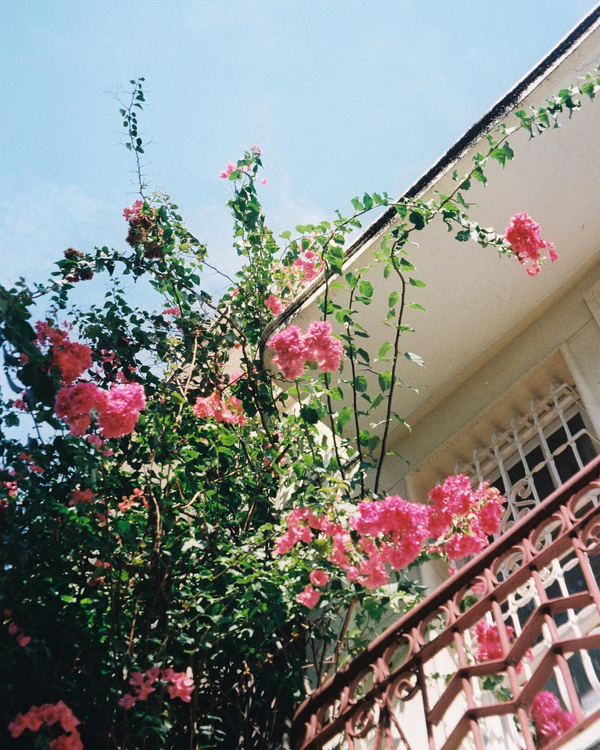 Canon prima super 155