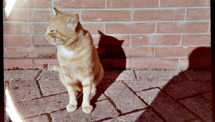 Olympus Superzoom 800
