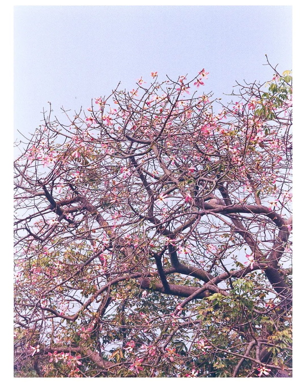 Aparat analogowy Olympus Superzoom 140s OZ140S