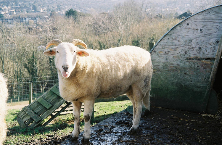 Olympus Superzoom 120