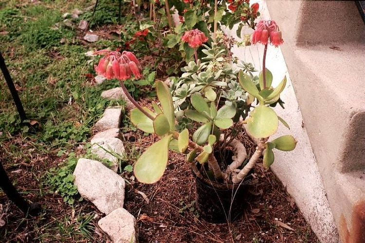 Yashica MG-2 Auto Flash