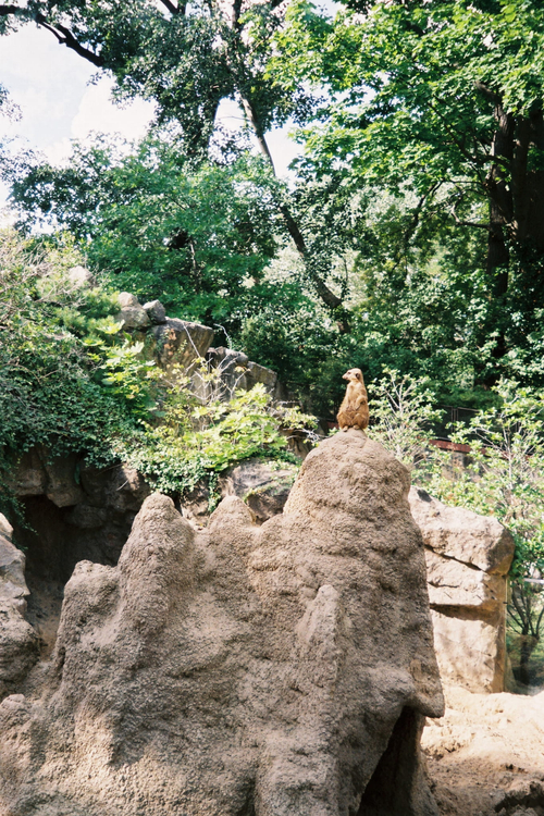 Olympus Mju I zoom 70