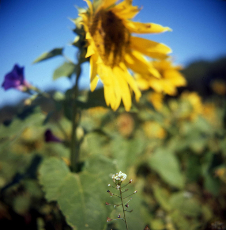 Voigtander Brillant AF1