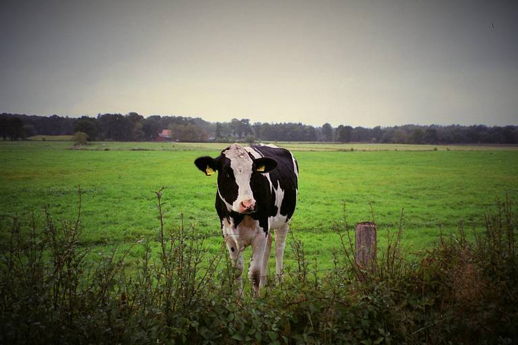 Formel-1 Superzoom 700