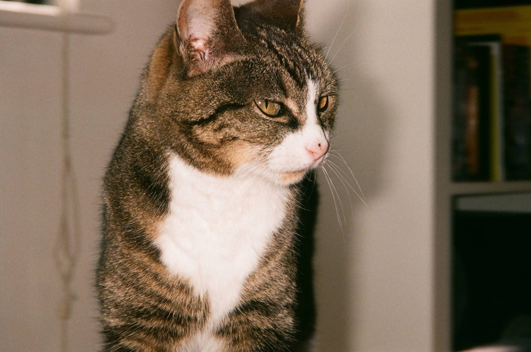 Canon prima super 115u