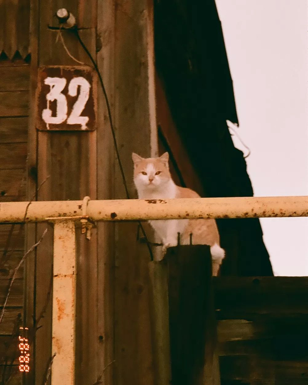 Aparat analogowy Samsung Fino 70