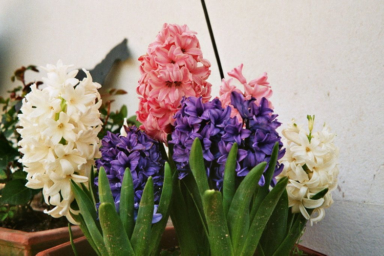 Olympus Superzoom 70