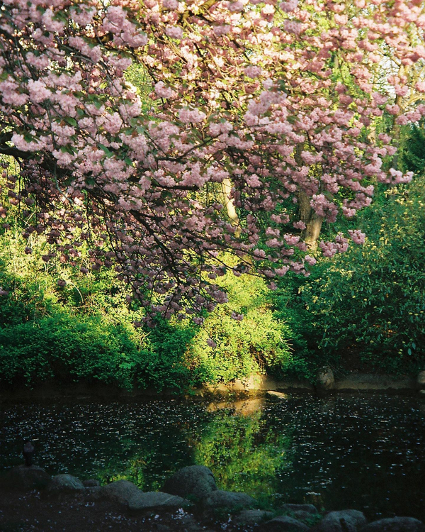 Minolta Riva Zoom 150