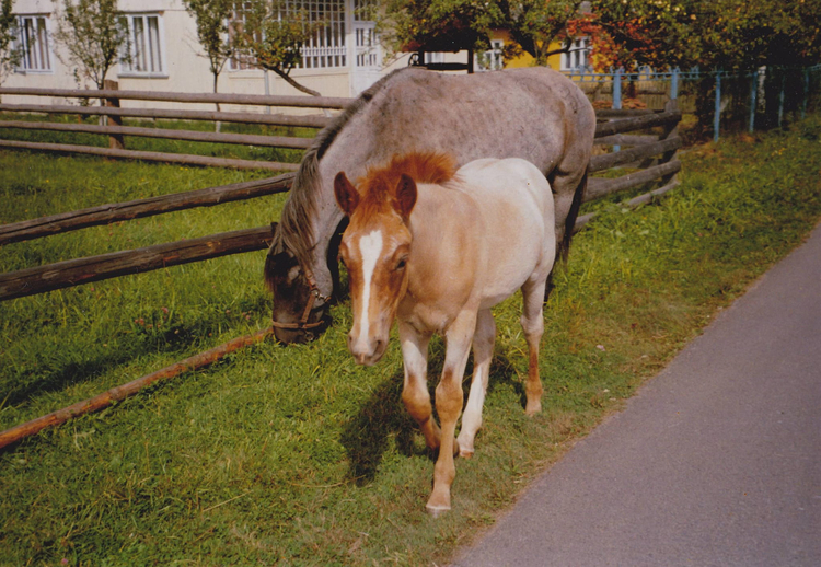 Canon prima super 115u